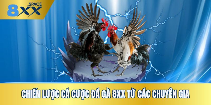 Những chiến thuật cá cược đá gà 8XX từ cao thủ lão luyện