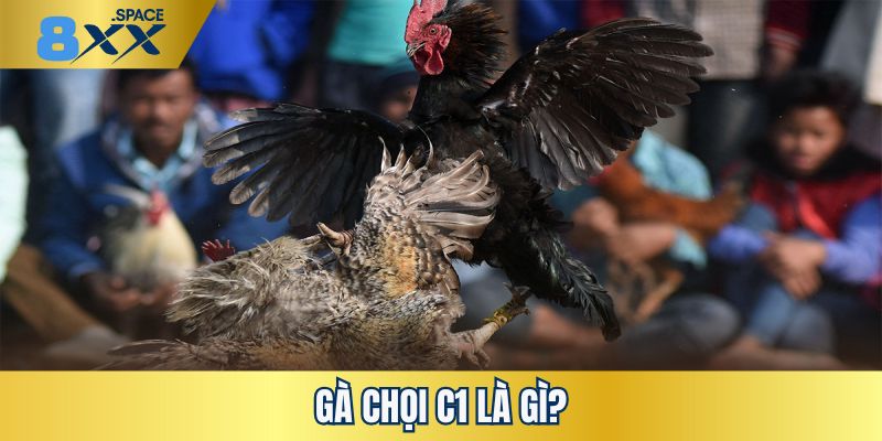 Giới thiệu vài nét về giải đấu chọi gà C1 chuyên nghiệp