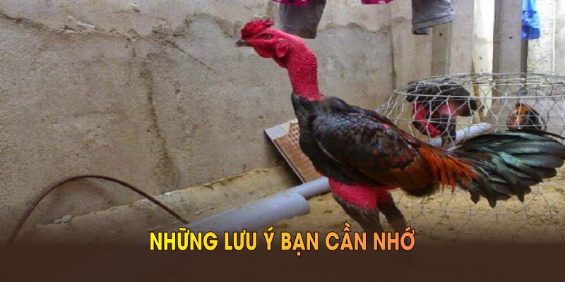 Những lưu ý bạn cần nhớ khi thiết lập chuồng trại theo cách nuôi gà đá